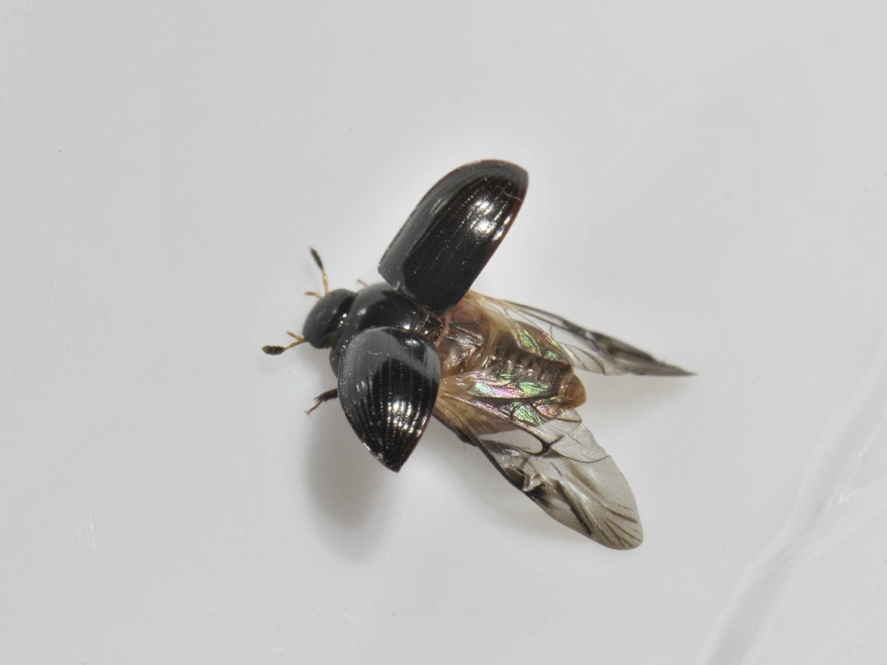 Hydrophilidae di fiume